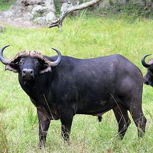 Wildlife Zambia Buffalo