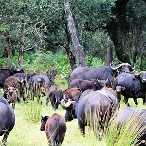 Wildlife Zambia Buffalo