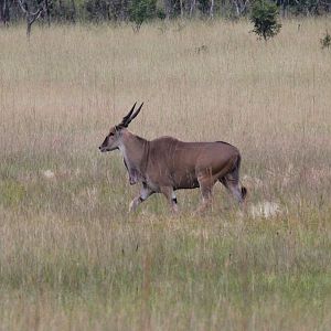 Eland Zambia Wildlife