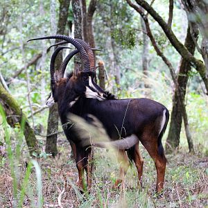 Sable Zambia Wildlife