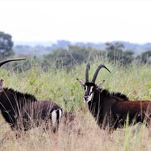 Sable Zambia Wildlife