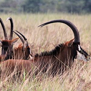 Sable Zambia Wildlife