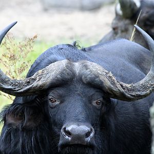 Wildlife Zambia Buffalo