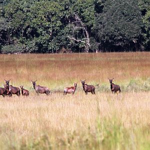 Tsessebe Zambia WIldlife