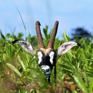 Roan Zambia Wildlife