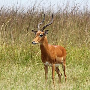 Impala Zambia Wildlife