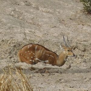 Bushbuck Burkina Faso