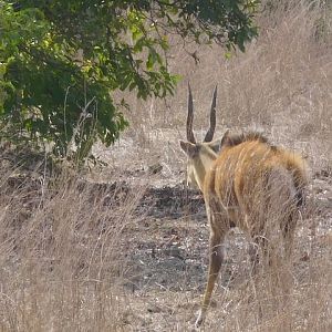 Bushbuck Burkina Faso