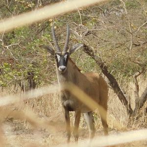 Roan Burkina Faso