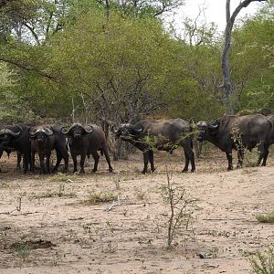 Buffallo Bos en Dal Safaris South Africa