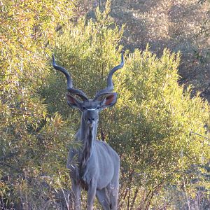 Bos en Dal Safaris Kudu South Africa