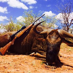 South Africa Blue Wildebeest Hunting