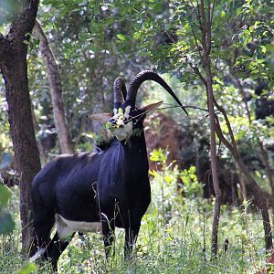 Sable Zambia Wildlife