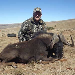 Black Wildebeest