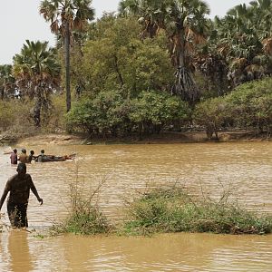 Getting closer to the dead hippo, and the live one is still keeping watch