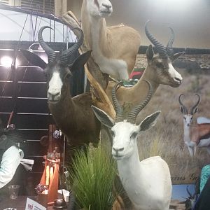 Combo Springbok Pedestal Taxidermy