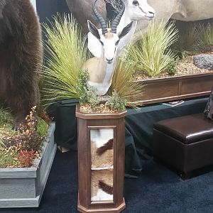 Springbok Combo Pedestal Taxidermy