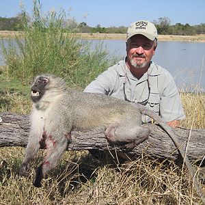 Hunting Vervet Monkey