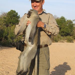 Hunting Vervet Monkey