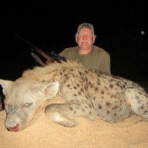 Spotted Hyena Hunt