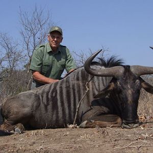 Blue Wildebeest Hunting