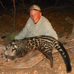 Hunting African Civet