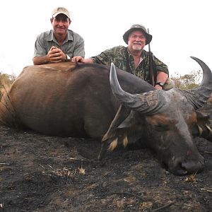 West African Savanna Buffalo