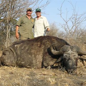 Cape Buffalo Hunt in South Africa