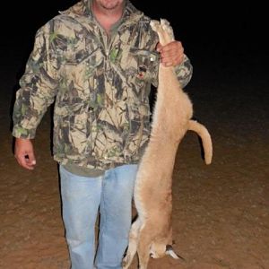 South Africa Caracal Hunting