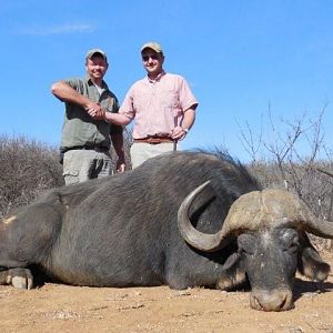 Cape Buffalo Hunt in South Africa