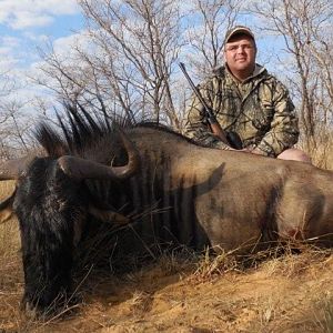 South Africa Blue Wildebeest Hunting