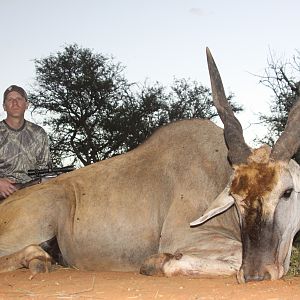 Cape Eland