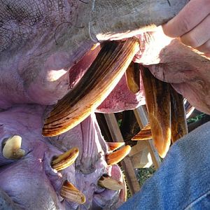 Hippo Hunt South Africa