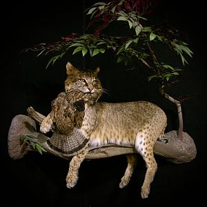 38lb Bobcat Full Mount Taxidermy