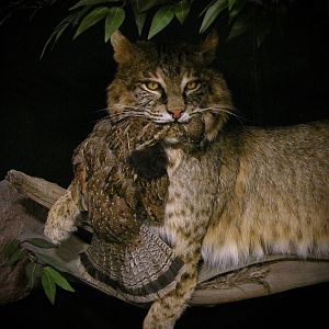 38lb Bobcat Full Mount Taxidermy