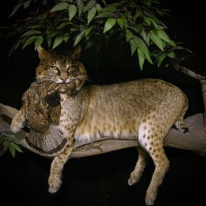 38lb Bobcat Full Mount Taxidermy