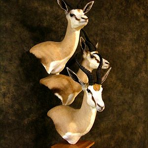 Springbok Cluster Mount Taxidermy