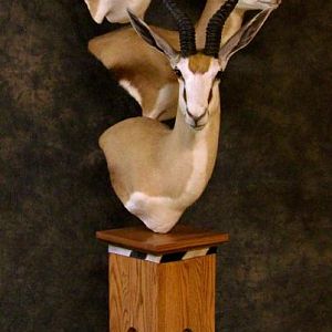 Springbok Cluster Mount Taxidermy