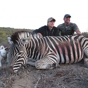 Hunt Zebra in South Africa