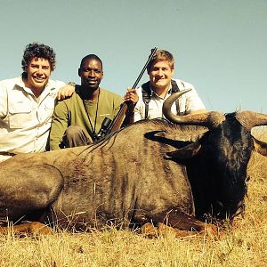 South Africa Blue Wildebeest Hunting