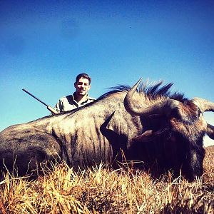 South Africa Blue Wildebeest Hunting