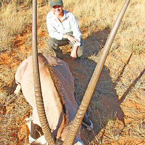 Gemsbok Bull