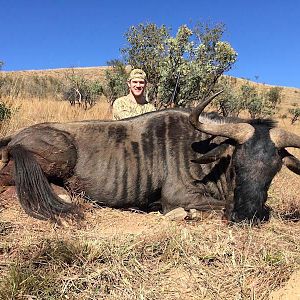 Blue Wildebeest Hunting