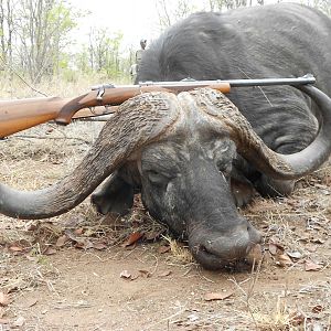 Hunting Cape Buffalo