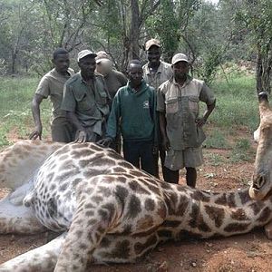 Giraffe Hunting