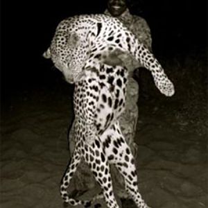 Leopard Hunt