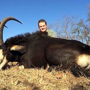 Hunting Sable Antelope