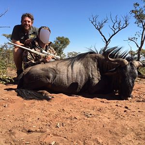 Blue Wildebeest Hunting