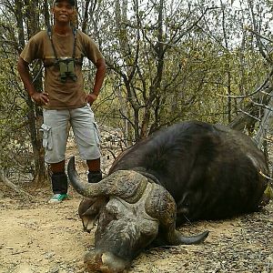 Hunting Buffalo