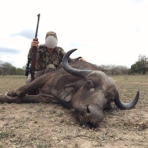 Cape Buffalo Cow Hunt